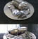 Silver Scarab