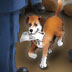Owney gets a letter
