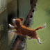 Owney jumps back on train